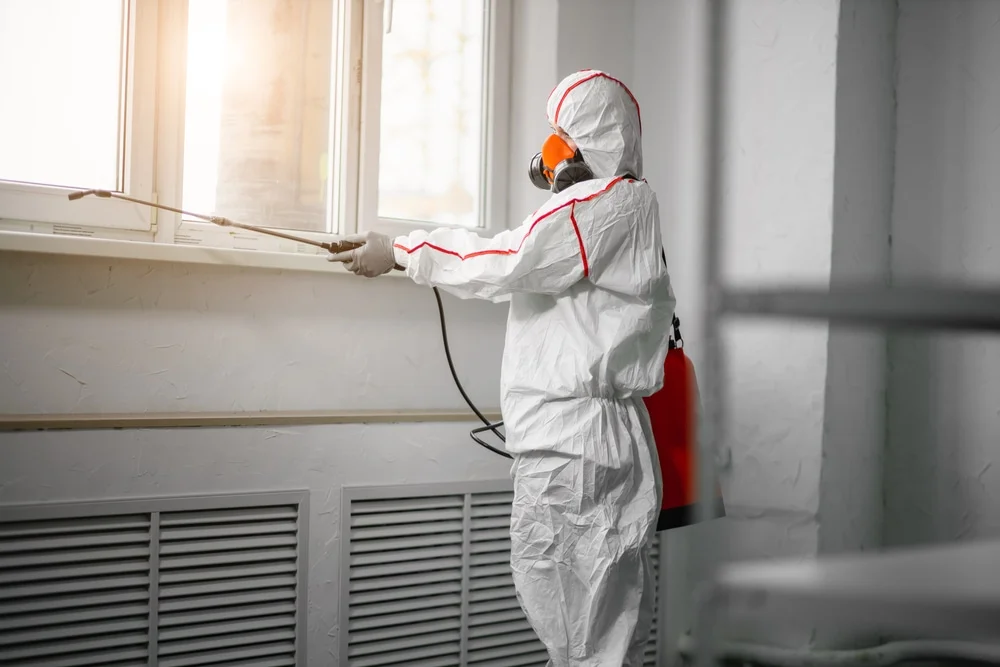 Professional mold remediation services in Descanso, CA